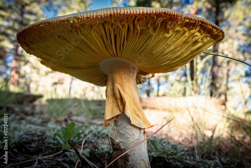 Underside of a mushroom in the forest