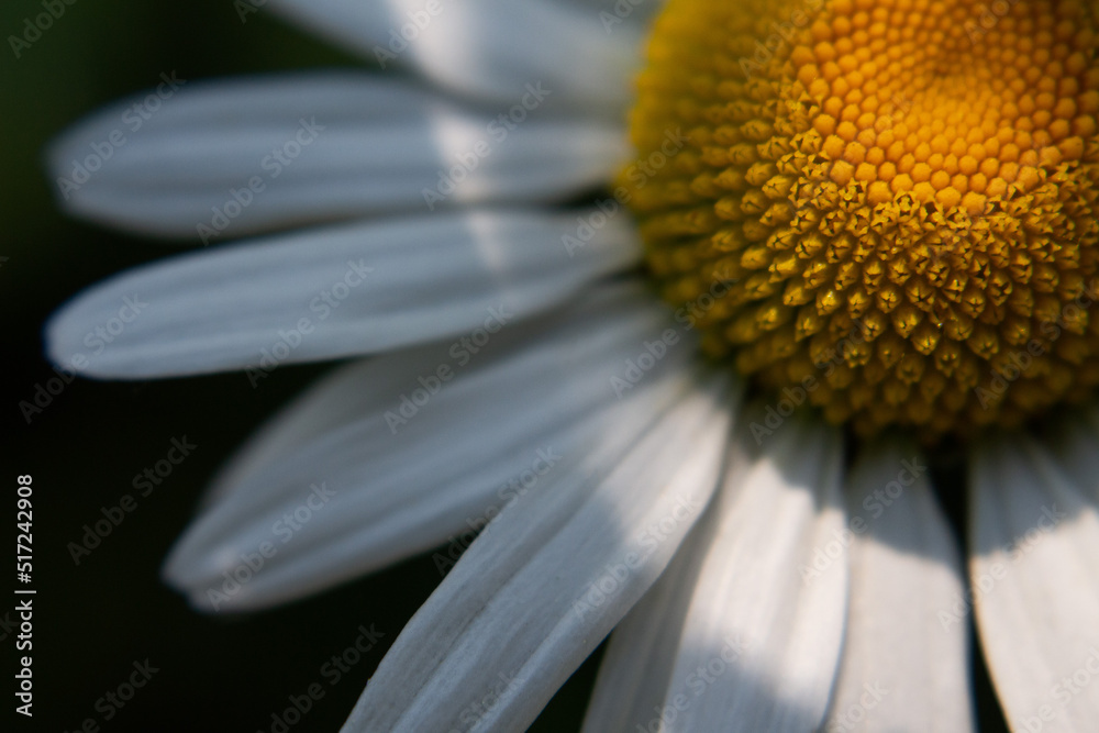 Daisy Daisy