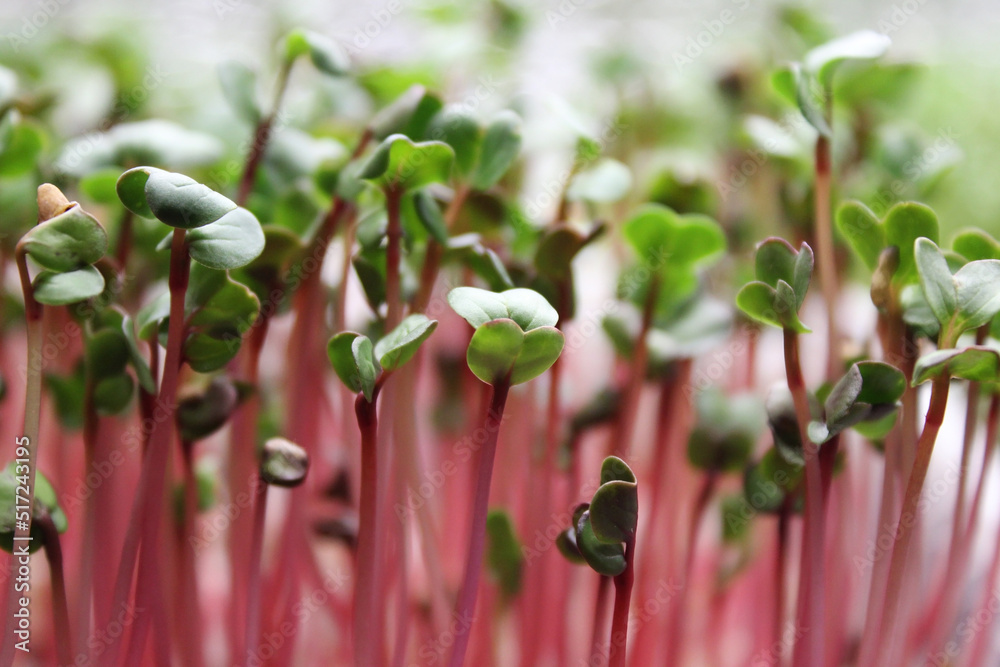 Sprouts of microgreen radish red coral. Selective focus photo of fresh microgreens close up Sprouts of microgreen radish red coral. Selective focus photo of fresh microgreens close up