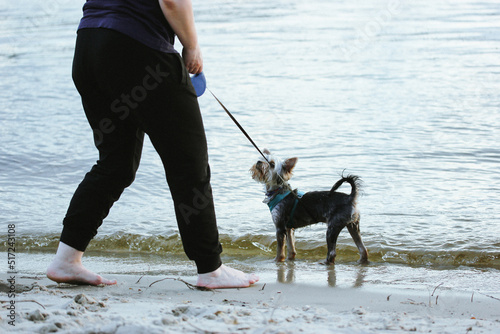 Barefoot woman walking a small Yorkshire Terrier dog on a leash on a sea, ocean shore, riverbank. A beloved doggy lapdog, mistress happy together walking outdoors on a sandy beach on summer vacations.