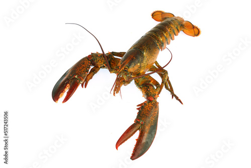 live lobster isolated on white background