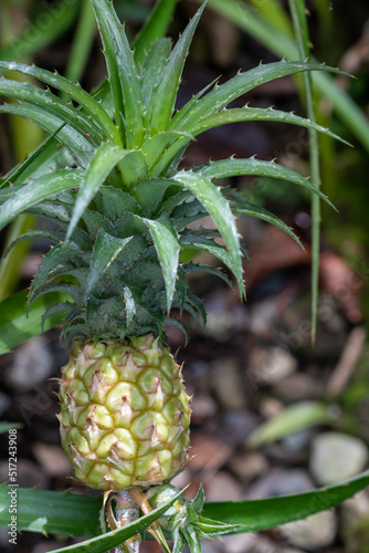 mini pineapple in the garden