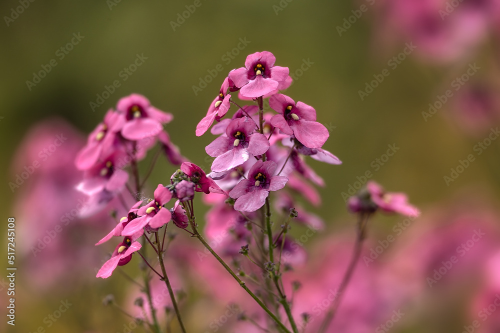 Closeup of pink flowers of Diascia personata in a garden in summer Closeup of pink flowers of Diascia personata in a garden in summer