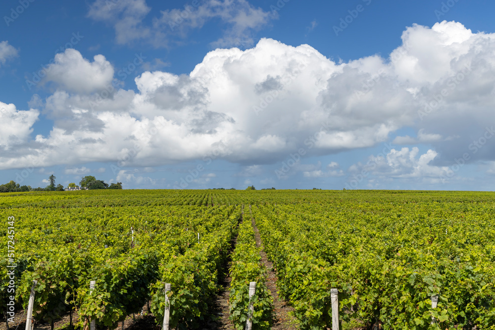 Typical vineyards near Saint-Estephe, Bordeaux, Aquitaine, France