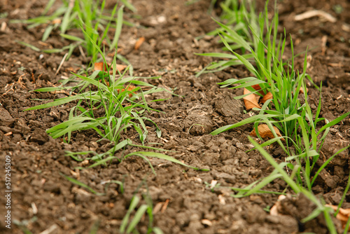 Wallpaper Mural Sprouting of winter crops in the agricultural field in late fall. The technology of cultivation of cereal crops Plant sprouts close-up sharpness in the center. Torontodigital.ca