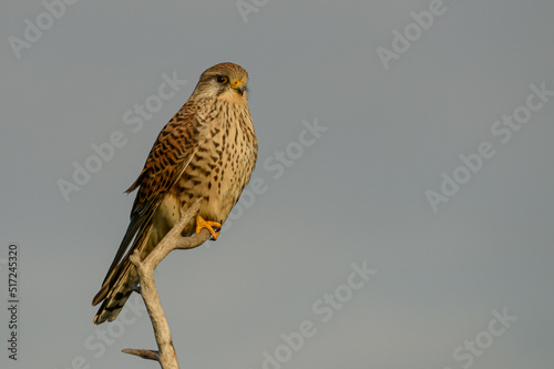 Turmfalke auf dem Ast