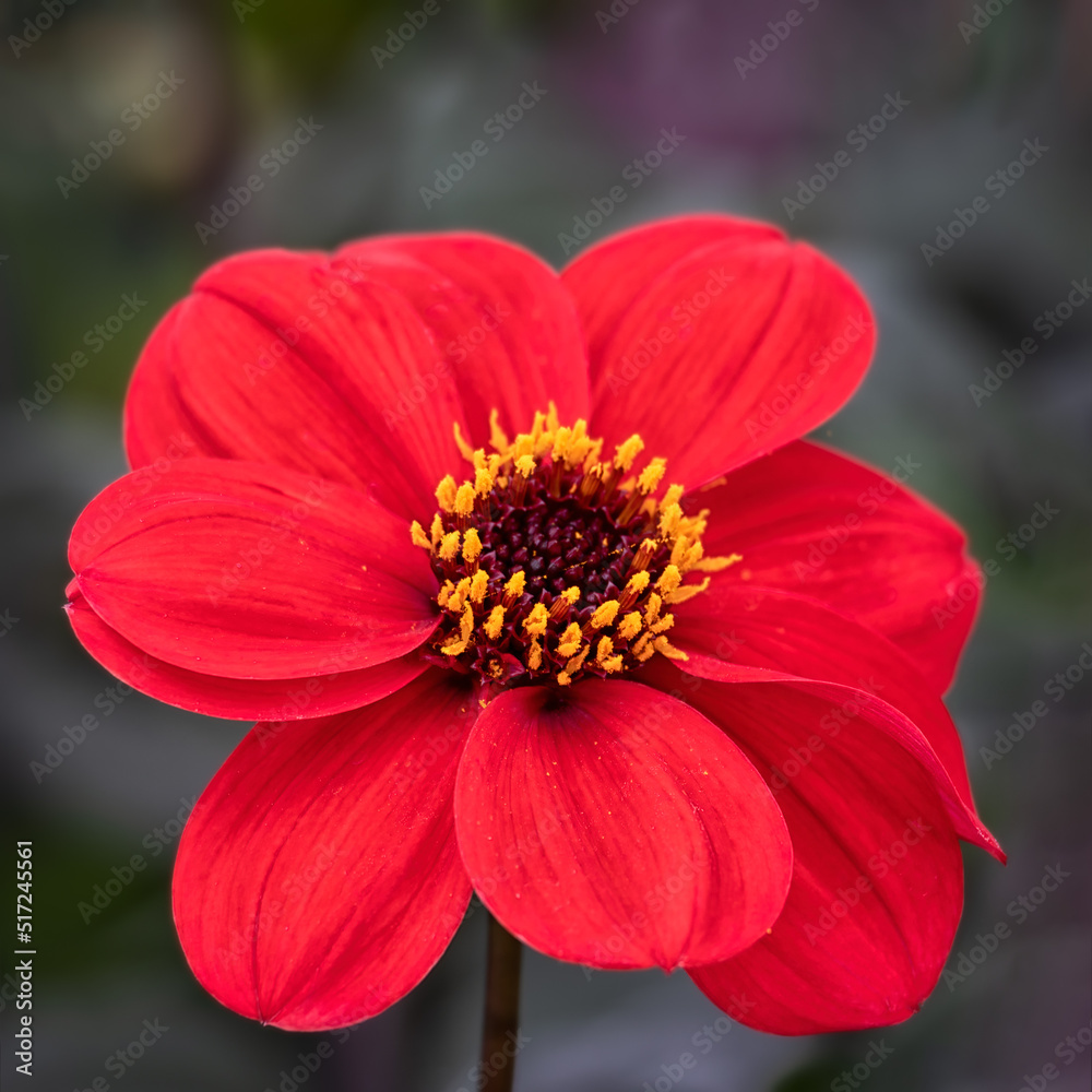Closeup of a single flower of Dahlia 'Sarah' against a dark background Closeup of a single flower of Dahlia 'Sarah' against a dark background