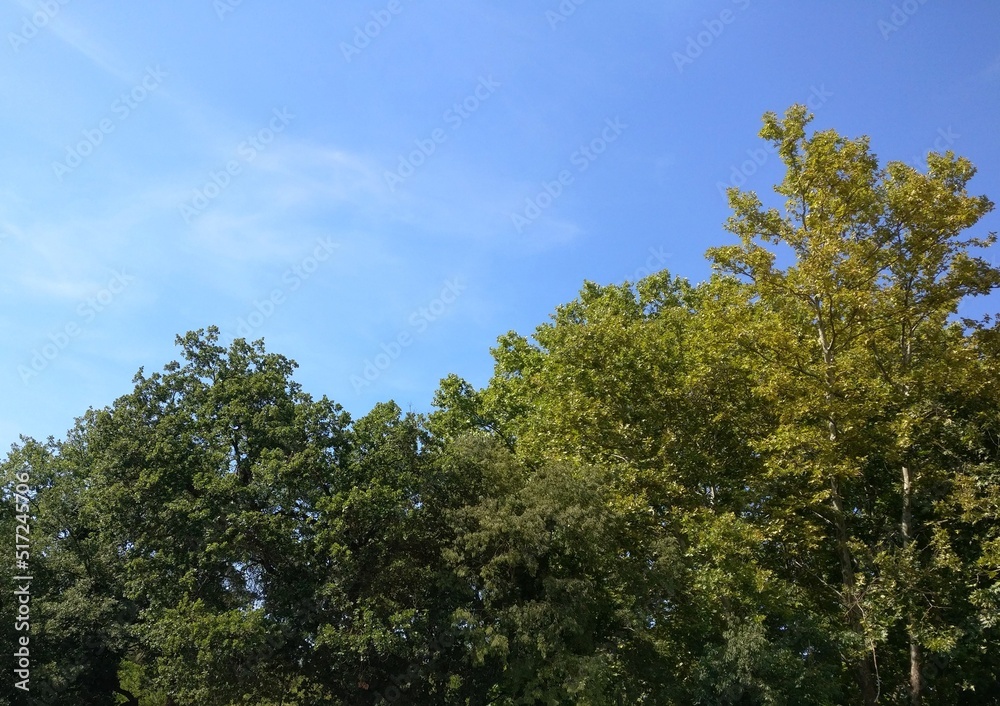 Fototapeta premium Nature forest river background with trees
