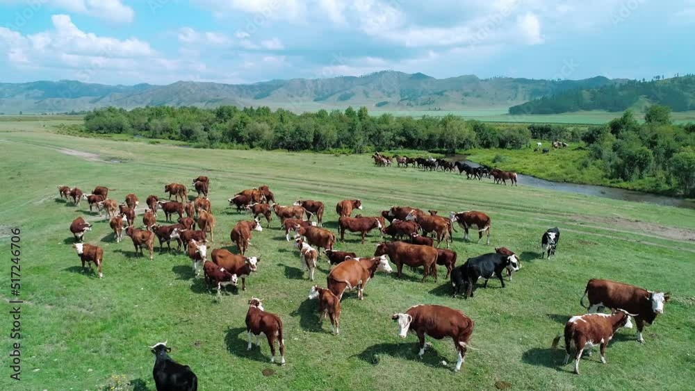 Aerial of a large herd of cows and horses grazing on a green meadow. Summer rural landscape Aerial of a large herd of cows and horses grazing on a green meadow. Summer rural landscape