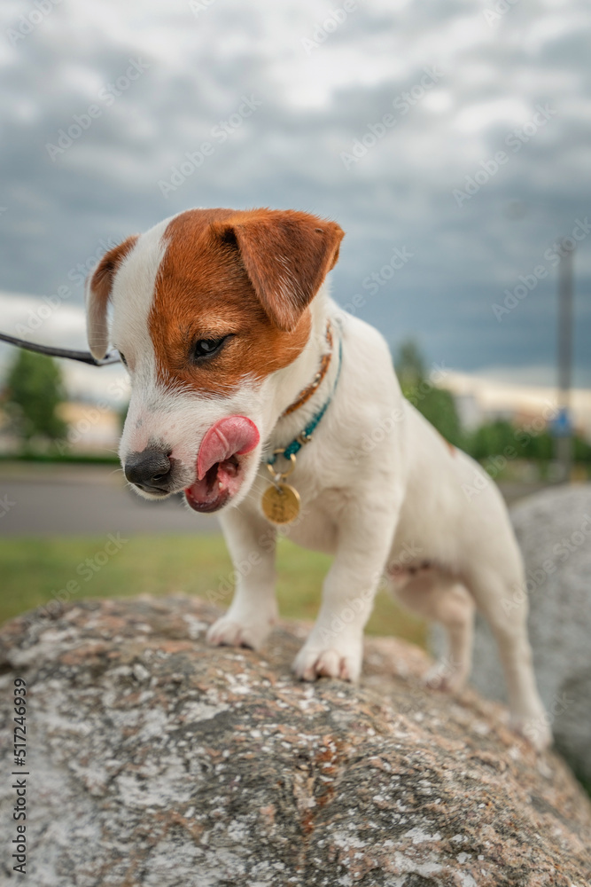 Pedigree Jack Russell Terrier puppy for a walk on the field.