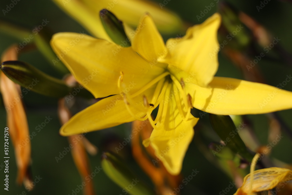 Yellow hemerocallis minor dwarf day lily Yellow hemerocallis minor dwarf day lily