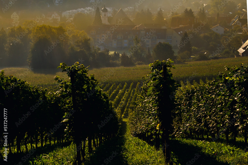 Naklejka premium Weinberge Reben