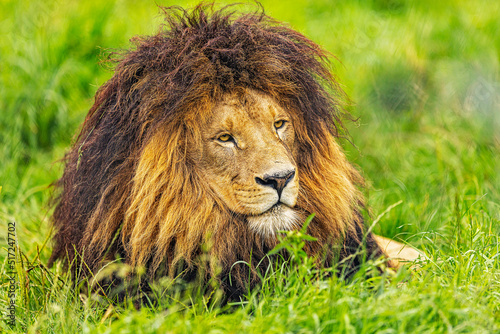 male lion (Panthera leo) Resting in the grass after eating