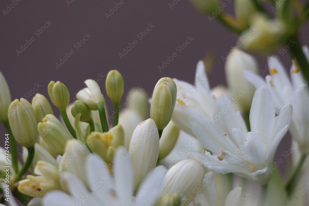 Fototapeta premium Mini white lily flowers background