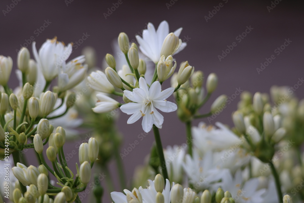 Mini white lily flowers background Mini white lily flowers background