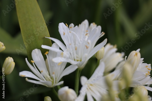 Mini white lily flowers background