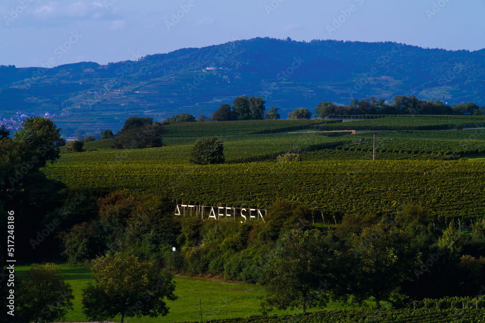 Obraz premium Weinberge Reben 