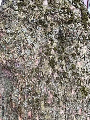 bark texture