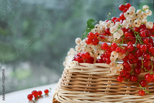 White and red currants. Fresh fruit on the background of the garden, copy space