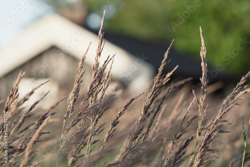 field grass close-up, background baner with an old house and spikelets photo