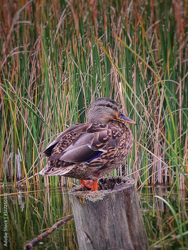 duck in the pond duck in the pond
