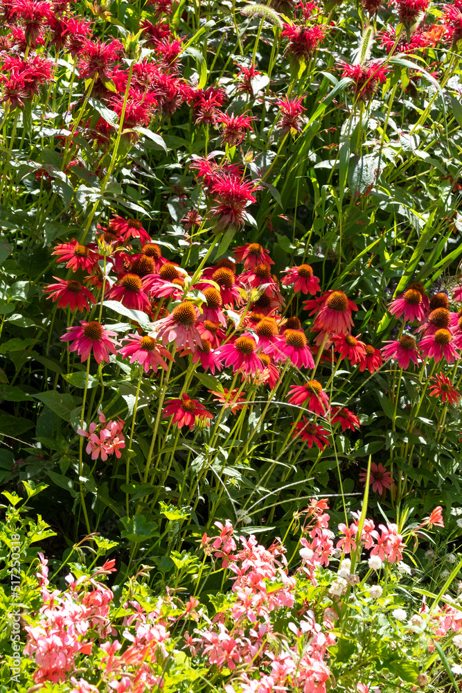 Pink flowers in the garden at Chateau de Chaumont in the Loire Valley, France. Photographed in the heatwave in summer 2022.