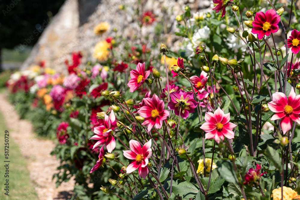 Brightly coloured dahlia flowers growing on terraces at Chateau Villandry, Loire Valley, France. Photographed during the July heatwave, 2022.