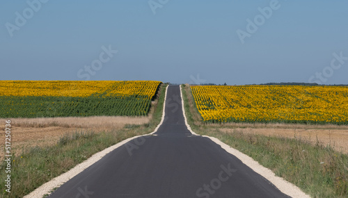 Panoramic photo of sunflower fields in the distance, with road dissecting, near Montrichard / Chenonceau in the Loire Valley, France.