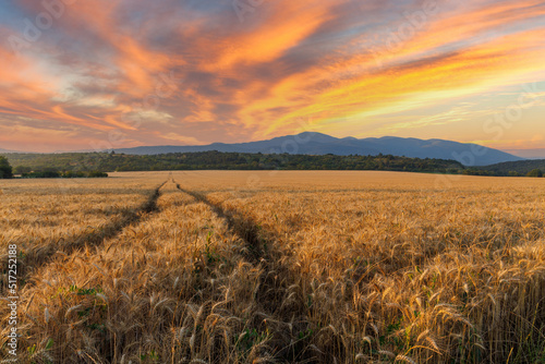 Road passes through wheat field with crop, against backdrop of valley of Rhodope Mountains and sunset sky