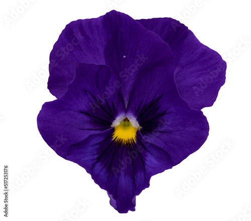 Blue flower isolated on white background. Pansies