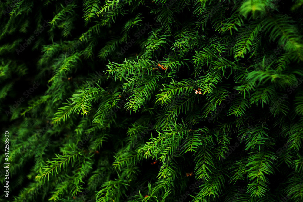 evergreen plant hedge close-up
