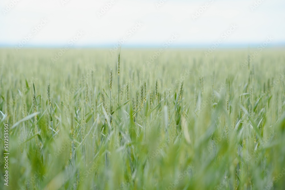 Green wheat field close up image