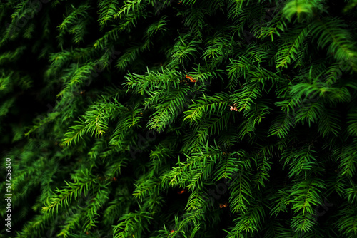 evergreen plant hedge close-up photo