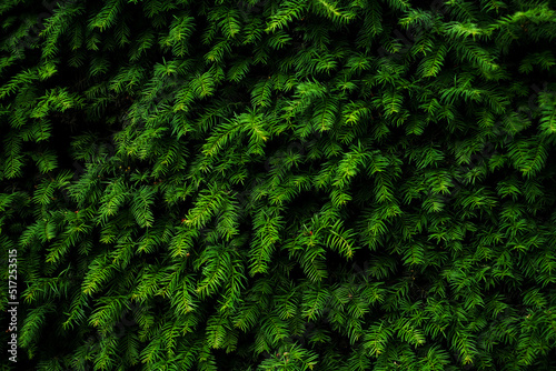 evergreen plant hedge close-up photo
