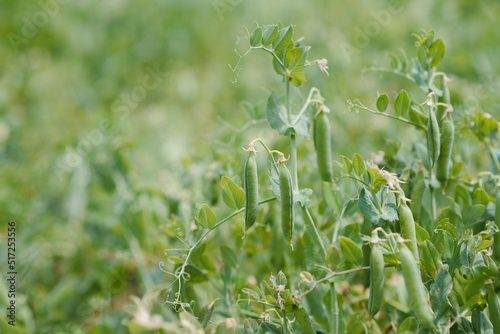 peas growing on the farm