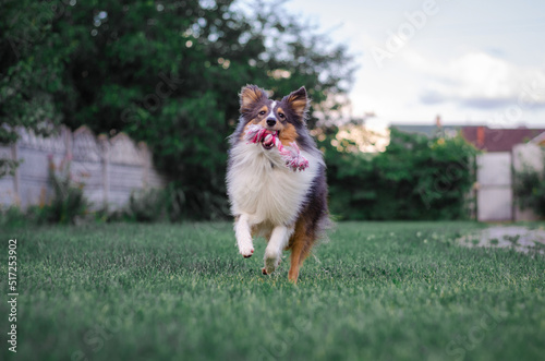 Cute tricolor sheltie dog is playing on the green grass outside. Shetland sheepdog carries a pink rope toy in its mouth