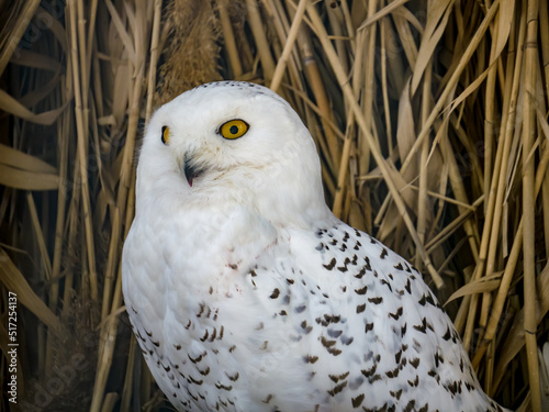 White snowy owl in an aviary at the zoo. Ukraine, Kharkiv