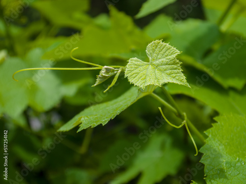 A young branch of grapes on a summer sunny day. Close-up