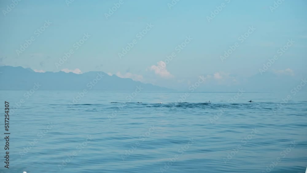 Family of Stenellalongirostris dolphins jumping out of the water in the open clear sea Family of Stenellalongirostris dolphins jumping out of the water in the open clear sea