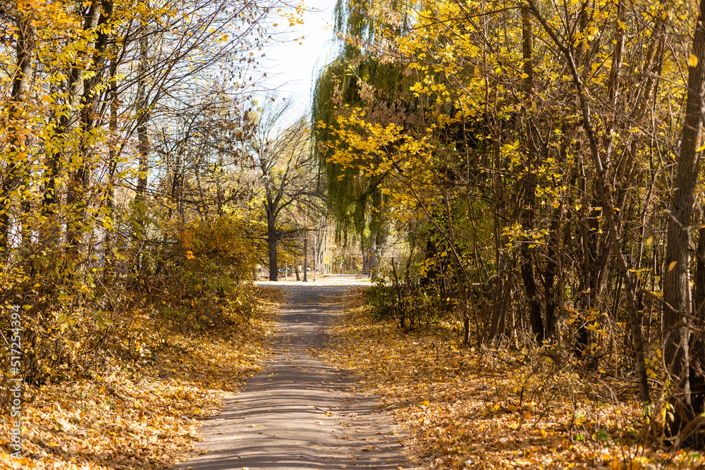 Fototapeta premium beautiful autumn park at sunny weather