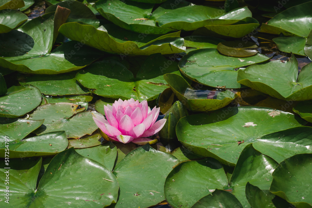 Beautiful pink water lily flowers among green leaves. Lotus flower on water among green leaves. Tender pink nymphaea attraction under the sun's rays Beautiful pink water lily flowers among green leaves. Lotus flower on water among green leaves. Tender pink nymphaea attraction under the sun's rays