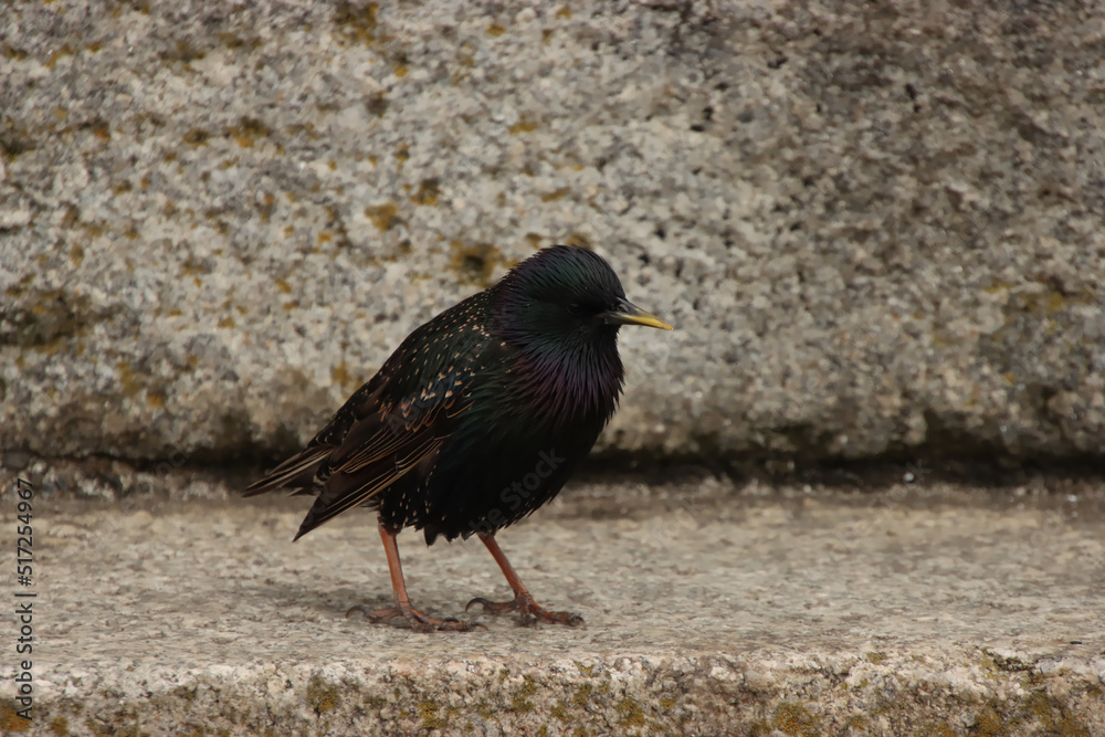 Obraz premium Close Up of European Starling