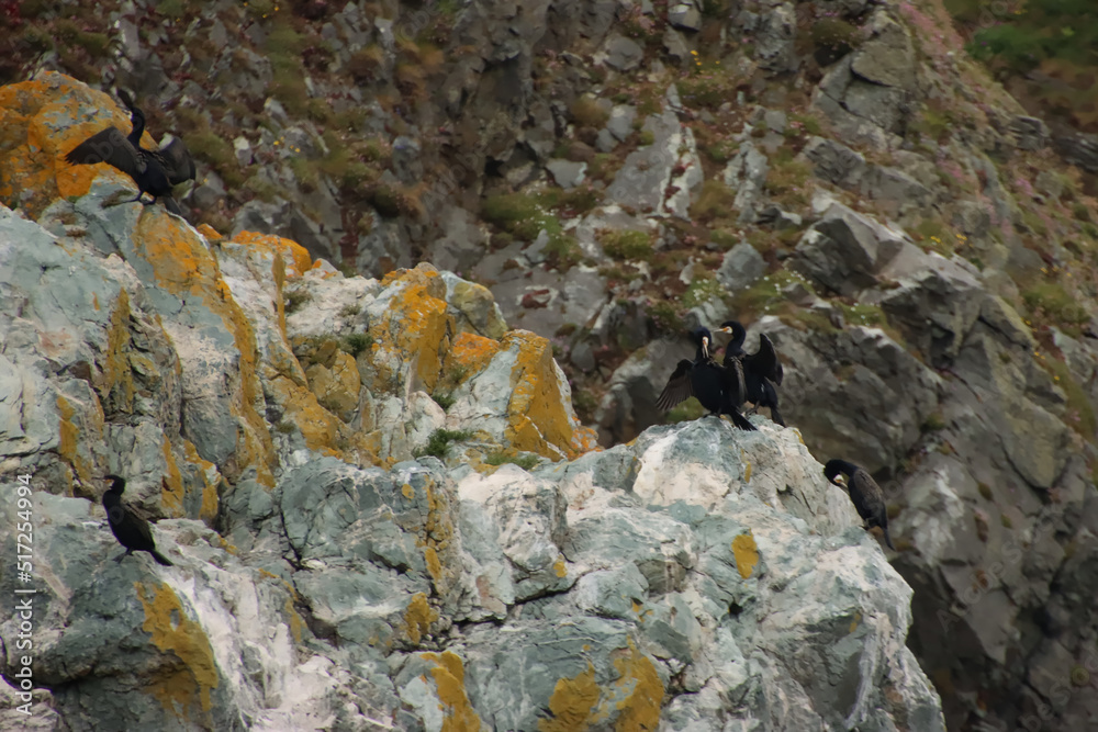 Five Cormorants