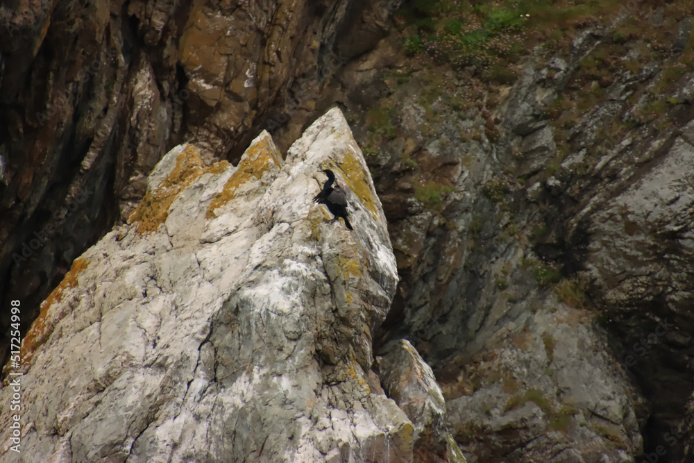 Flapping Cormorant