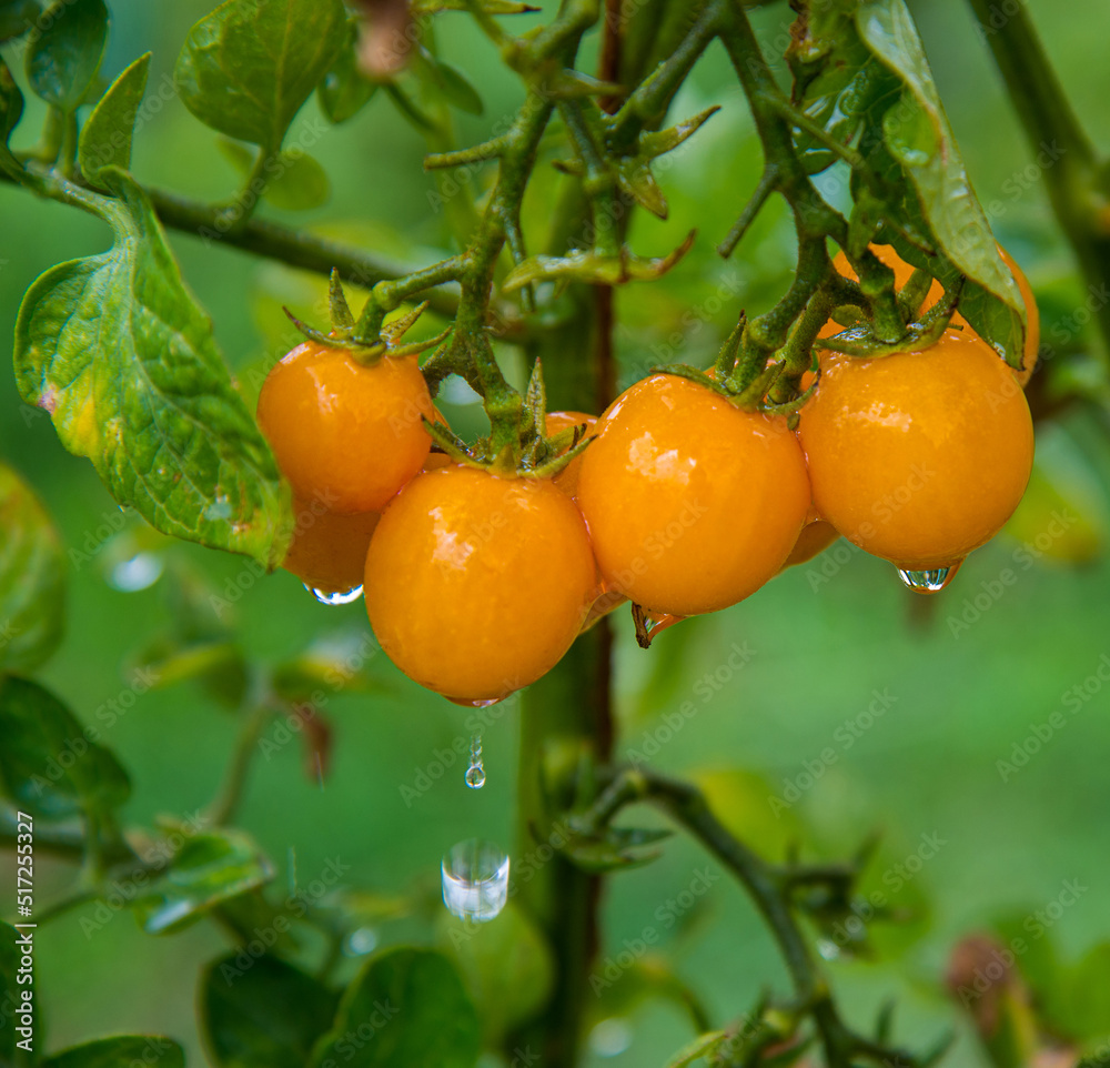 Ripe tomato plant growing in home garden. Healthy organic food and agriculture concept Ripe tomato plant growing in home garden. Healthy organic food and agriculture concept