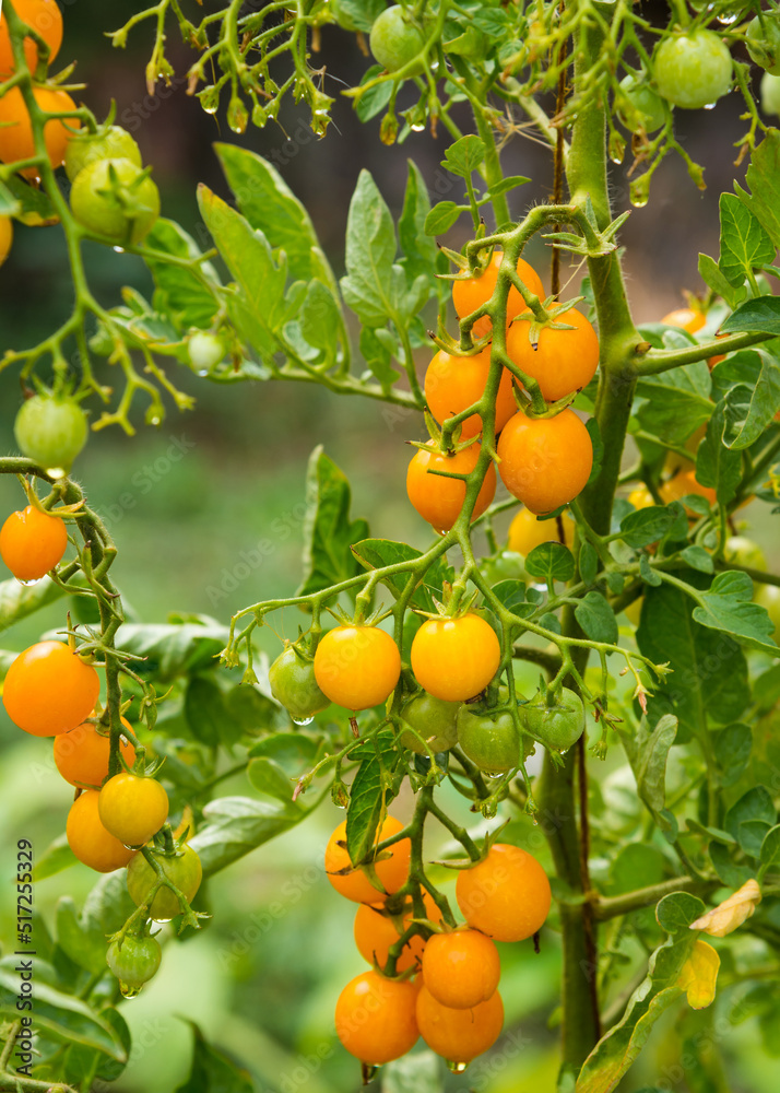 Ripe tomato plant growing in home garden. Fresh bunch of yellow natural tomatoes on a branch in organic vegetable garden