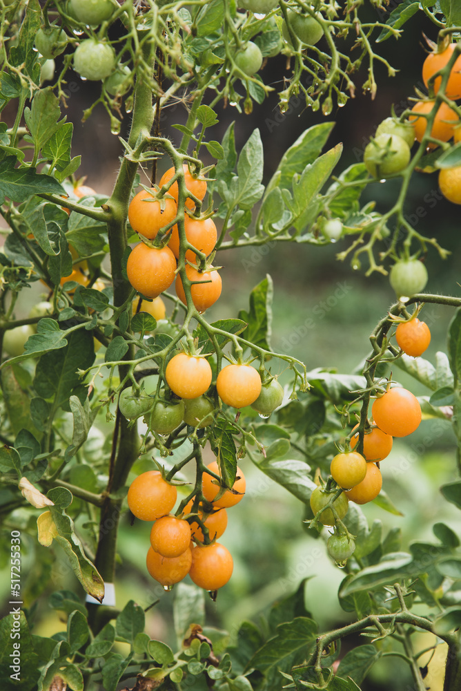 Ripe tomato plant growing in home garden. Fresh bunch of yellow natural tomatoes on a branch in organic vegetable garden