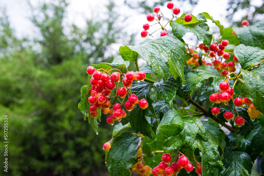 Branches of red viburnum in the rain Branches of red viburnum in the rain