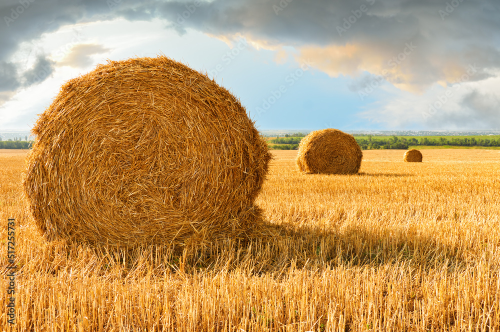 Sheaves of wheat straw and stubble in a field of harvested wheat against the backdrop of a dramatic sky near Mariupol in Ukraine before the war 2022 Sheaves of wheat straw and stubble in a field of harvested wheat against the backdrop of a dramatic sky near Mariupol in Ukraine before the war 2022