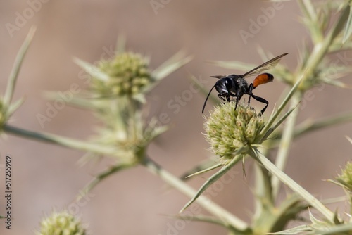 Avispa de la calse ammophila sphecidae posada en planta de panical